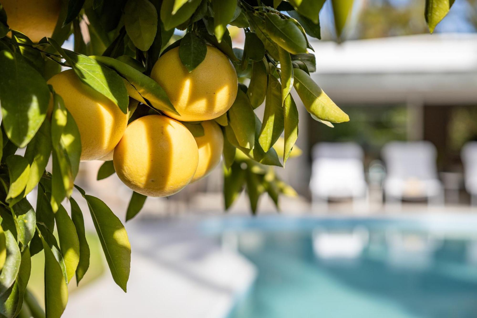 Villa Casa Cactus By Acme House Company Palm Springs Esterno foto